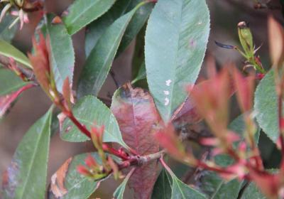 ?石楠花的養(yǎng)殖方法和注意事項