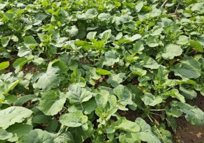 春分吃什么美食