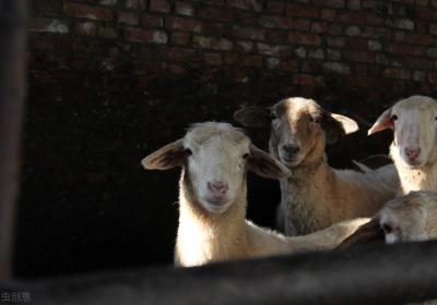 ?嬰兒喝羊奶粉好嗎 “感謝醫(yī)生不建議喝羊奶粉，讓我通過專業(yè)印證醫(yī)生說的偽科學(xué)