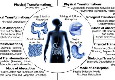 我的消化吸收能力很差，怎么才能更好的吸收營養呢？