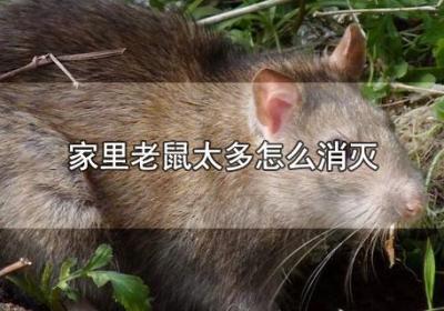 ?家里老鼠太多怎么消滅