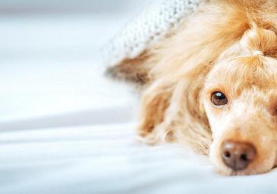 ?比細小更可怕的傳染病：看似毫不起眼的犬瘟熱，卻帶走無數生命