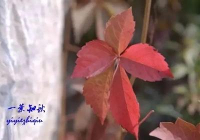 寶寶過敏性鼻炎 四大誤區(qū)要避開