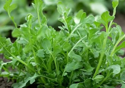 薺菜配什么包餃子好吃