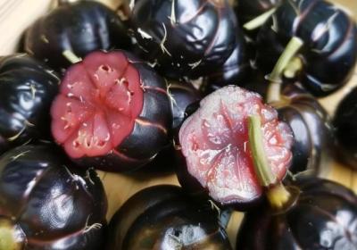 紅果參的果子能吃嗎