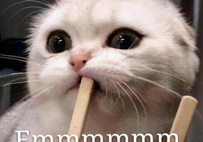 ?貓拉稀但精神很好怎么辦？