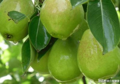 秋天最適合的三種食物，補(bǔ)水美容、調(diào)理氣血、清肝明目，清涼一夏