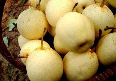 秋季水果有什么好推薦的嗎？