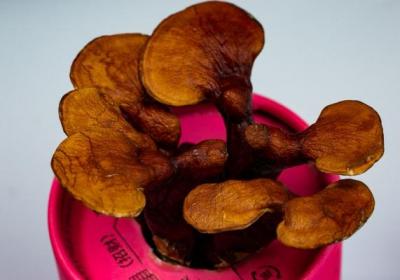 孢子粉怎么泡水喝