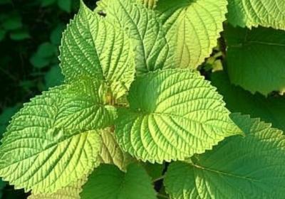 新鮮蘇子葉怎么吃