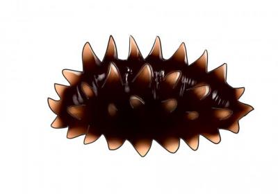 海參雞蛋羹的做法是什么