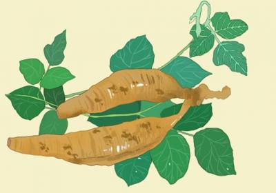 新鮮的葛根怎么吃