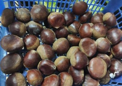 板栗不能和什么一起吃