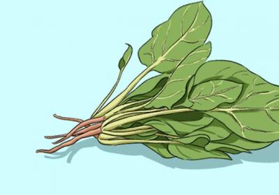 菠菜不可以和什么一起吃